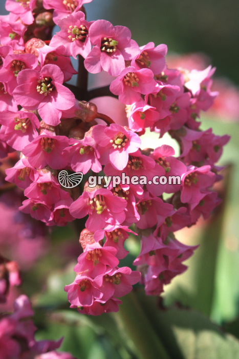 Saxifrage (Saxifraga cordiflora) - fleurs épanouies - gryphea.com